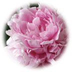 モイストリペア シャンプー1.0花画像